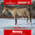 Horse ad