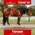 Annuncio cavallo