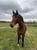 Annonce cheval