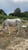 Annonce cheval