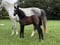 Horse ad