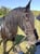 Annuncio cavallo
