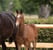 Annuncio cavallo