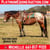 Horse ad