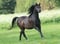 Annuncio cavallo
