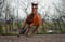 Annonce cheval