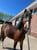 Horse ad