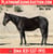 Horse ad