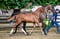 Annuncio cavallo