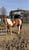 Horse ad