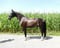 Horse ad