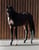 Annuncio cavallo