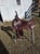 Horse ad
