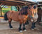 Horse ad