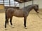 Horse ad
