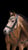 Horse ad