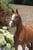 Anuncio de caballos