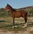 Annuncio cavallo