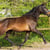 Annonce cheval
