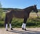 Horse ad