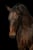 Horse ad