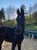 Horse ad