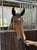 Horse ad