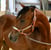 Anuncio de caballos