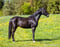 Horse ad