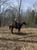 Annonce cheval