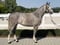 Annuncio cavallo