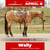 Anuncio de caballos