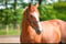 Paardadvertentie