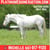 Horse ad