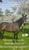 Annuncio cavallo