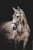 Horse ad