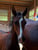 Horse ad