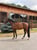 Horse ad