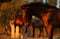 Horse ad