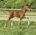 Pferdeinserat