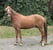 Annuncio cavallo