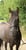 Horse ad