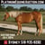 Horse ad