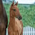 Horse ad