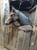 Horse ad