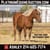 Horse ad