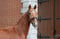 Annuncio cavallo