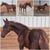 Annuncio cavallo