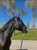 Horse ad
