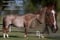 Annuncio cavallo